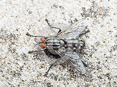 Diptera Meat Fly Insect On Rock Stock Photo