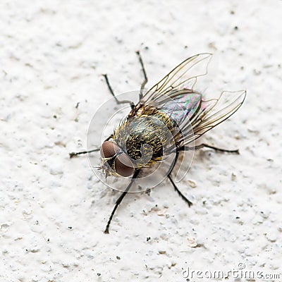 Diptera Meat Fly Insect On Wall Stock Photo