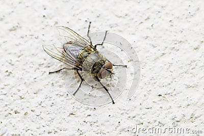 Diptera Meat Fly Insect On Wall Stock Photo