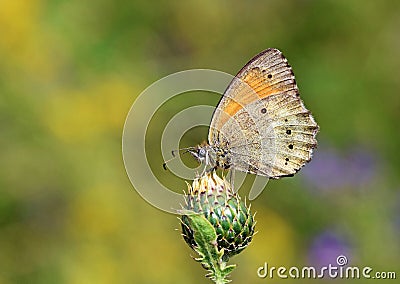 Esperarge climene , The Iranian argus butterfly on flower bud Stock Photo