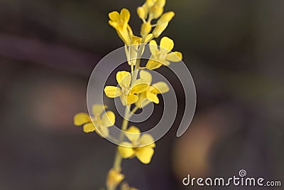 Ethiopian flower Brassica carinata Stock Photo