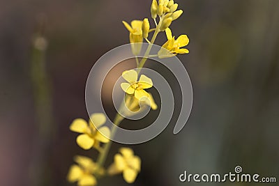 Ethiopian flower Brassica carinata Stock Photo