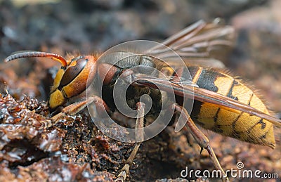 Macro photo of an european hornet, Vespa crabro feeding on sap on oak Stock Photo