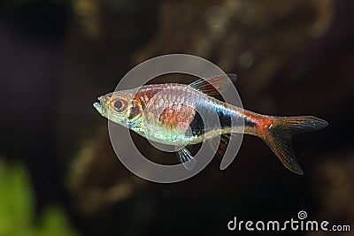 Macro photo of fish in aquarium Stock Photo