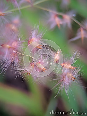 macro photo of flowers from weeds Stock Photo