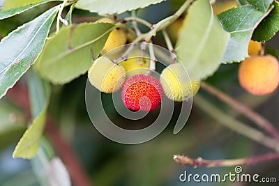 Fruits of a strawberry tree Arbutus unedo Stock Photo