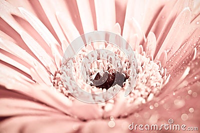 Macro photo of gerbera flower with water drop. Stock Photo