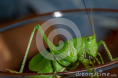 Macro photo of a grasshopper. Locust Stock Photo