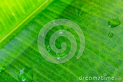 Macro photo of green ficus leaf with water droplets. Nature texture bacground Stock Photo