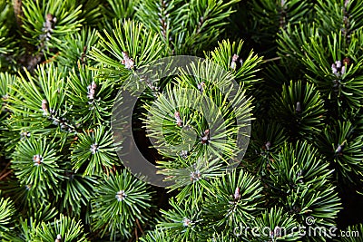 Macro photo of green fir-tree on the background. Stock Photo