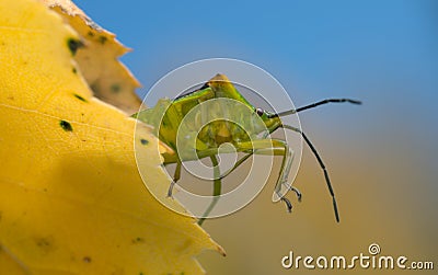 Hawtorn shield bug, Acanthosoma haemorrhoidale on birch leaf Stock Photo