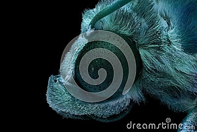 Macro photo of head of colorful moth isolated on black background Stock Photo