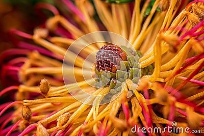 Abstract macro photo of heath leaved banksia flower Stock Photo