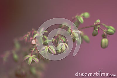 Macro photo of hemp plant flower . View from above. Color toned image. Selective focus. Stock Photo