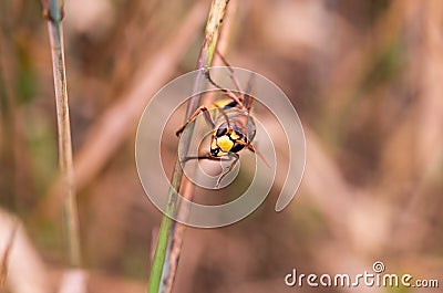 Macro photo of the hornet. Hornet head. Hornet on a straw. Stock Photo