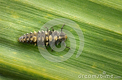 Macro photo of larvae of ladybug also known as Ladybird beetle resting on the sugarcane leaf. Stock Photo