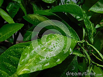 macro photo of mandarin leaves after rain Stock Photo
