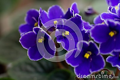 Macro photo of many blossoming african violet flower saintpaulia Stock Photo
