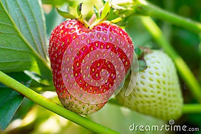 Macro photo. Mature red strawberries on berry bush on garden bed summertime on bright sunlight Stock Photo