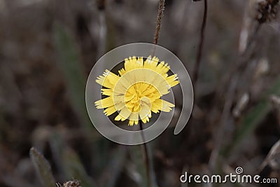 Macro photo of a mouse-ear hawkweed, Pilosella officinarum Stock Photo