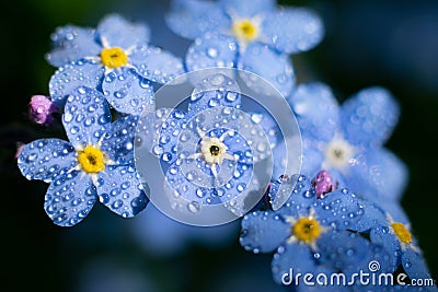 Macro photo of Myosotis sylvatica also called as forget-me-not. Branch of wet tiny blue flowers on bright sunlight Stock Photo