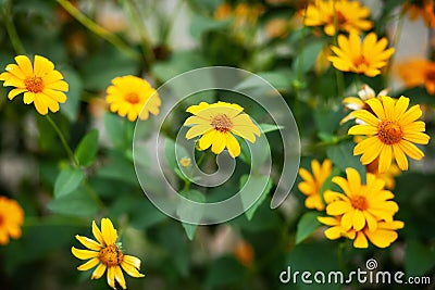 Macro photo nature blooming yellow rudbeckia flowers. Image of a flowering plant rudbeckia, yellow daisies. autumn flowers in the Stock Photo