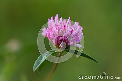 Macro photo nature field blooming red clover flower Stock Photo