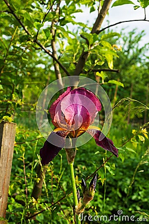 Beautiful iris flower in the garden among the trees Stock Photo
