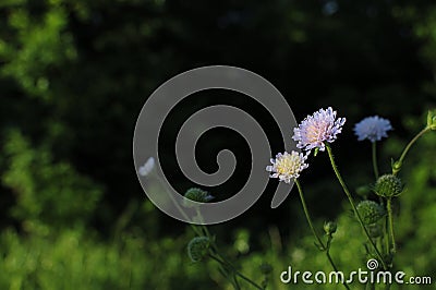 Macro photo of nature plant red flower clover. Background texture of a blooming wild flower clover. Image of field red flower Stock Photo