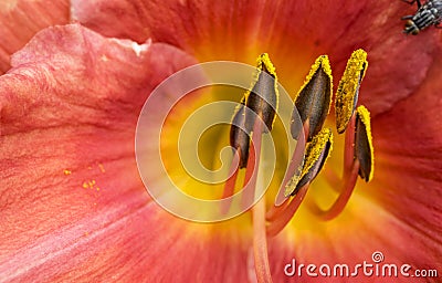 Macro Photo of an Orange Lilly Flower with Pollen Stock Photo