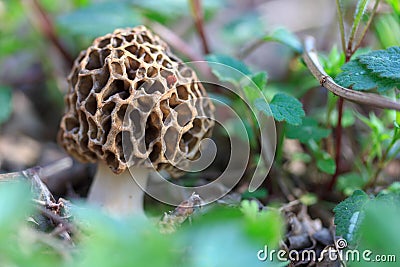 Macro photo of a outlandish Morel mushroom hiding in the grass Stock Photo