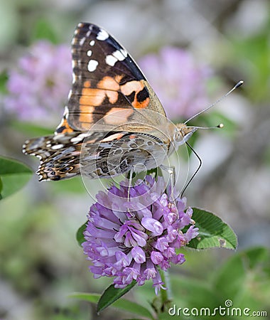 Painted Lady Butterfly on Clover Flower Stock Photo