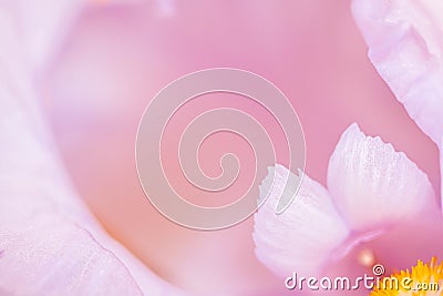 Macro photo of the petals and the middle of a delicate white iris. Pale pink tones. Stock Photo