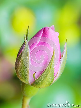 Pink Rose Flower Bud on Natural Background Stock Photo