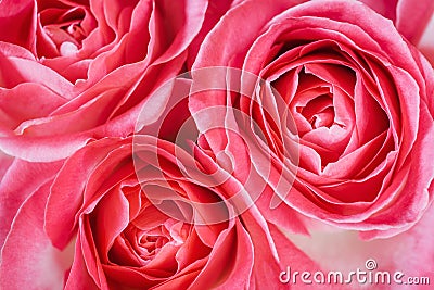 Macro photo of pink rose heads. Stock Photo