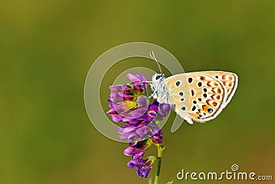 Plebejus loewii , the large jewel blue butterfly on flower Stock Photo