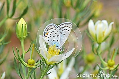 Plebejus loewii , the large jewel blue butterfly on flower Stock Photo
