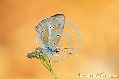 Polyommatus demavendi butterfly on flower Stock Photo