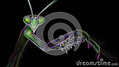 Macro photo portrait of a multicolored praying mantis. neon light effect, black background Stock Photo