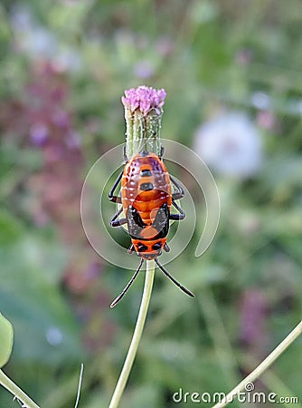 Macro photo of a red bug on a flower bud with defocussed background Stock Photo