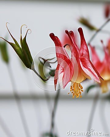 A macro photo of a red columbine flower Stock Photo