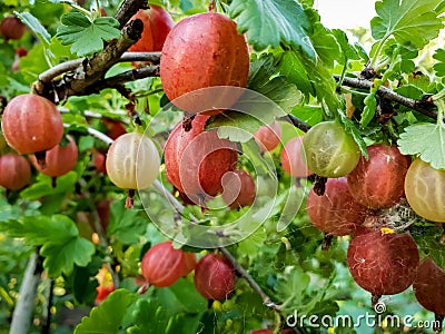 Macro image of red and green gooseberries hanging on branches in garden. Growing fresh and ripe berries Stock Photo