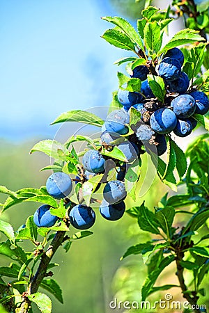 Macro photo. Ripe wild blue berries. Stock Photo