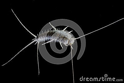 Silverfish Lepisma saccharina Stock Photo