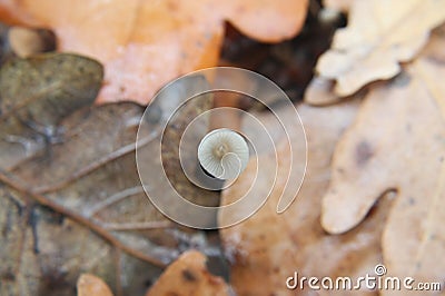 Small mashroom top view Stock Photo