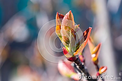 Macro photo of small red colored leaves of young twig of aronia or black chokeberry bush berry tree on blurred background with bok Stock Photo