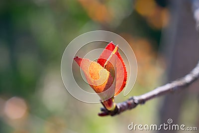 Macro photo of small red colored leaves of young twig of aronia or black chokeberry bush berry tree Stock Photo