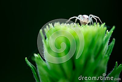 Macro photo, Spider, Araneae, Arachnida Stock Photo