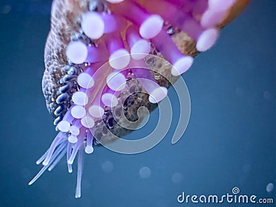 Macro photo of a starfish tentacles glowing neon underwater Stock Photo