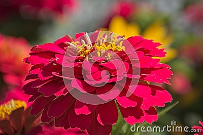 Macro photo of a summer flower Stock Photo